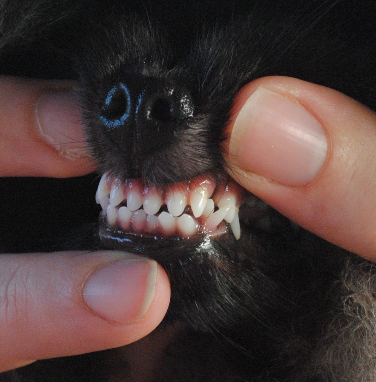 Pomeranian Teeth